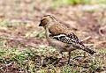 Bokfink - Common Chaffinch (Fringilla coelebs) female 